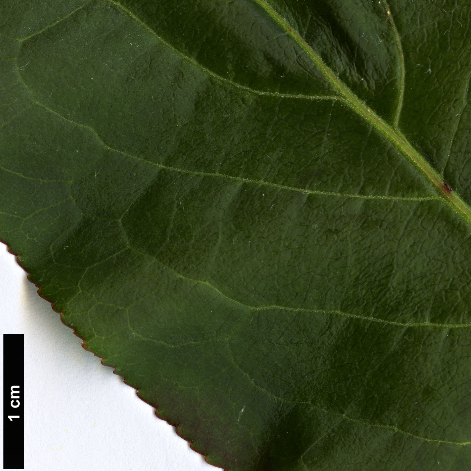 High resolution image: Family: Celastraceae - Genus: Euonymus - Taxon: hamiltonianus - SpeciesSub: subsp. sieboldianus
